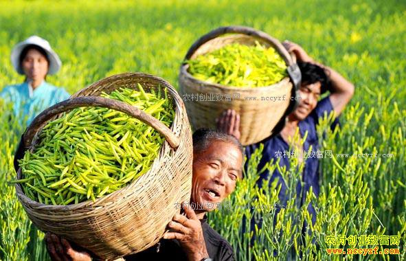 山西大同县种植黄花菜成农民致富路上好项目