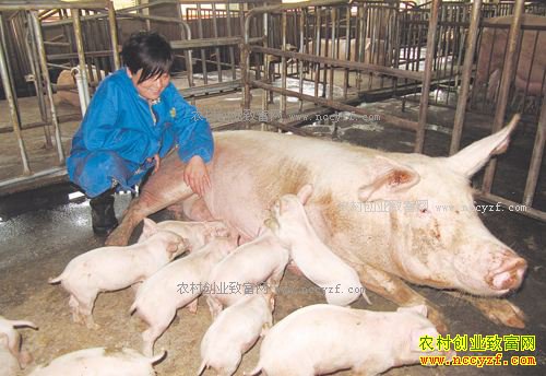 广西靖西养猪女能人王桂花养猪创业带领乡邻一起致富