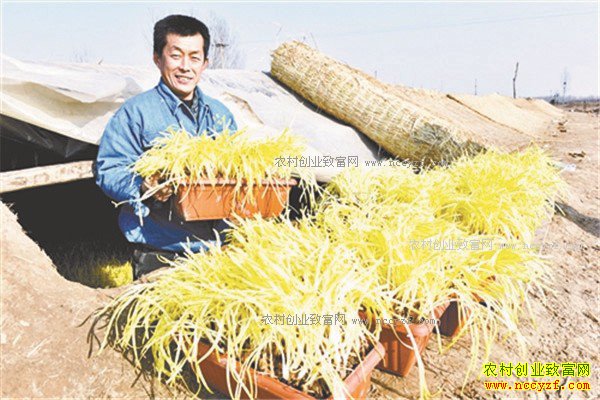 河北深州市:种植黄韭盆景成农民致富好项目