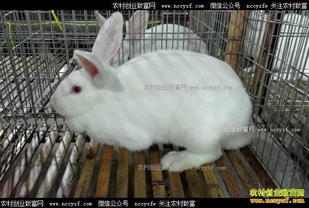 河南义马梁沟社区：养殖肉兔成农民致富好项目