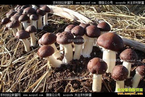 四川泸州李健强试种大球盖菇助农创业致富