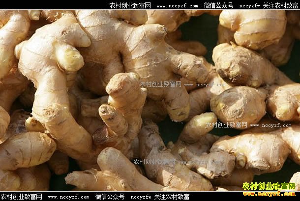 生姜价格上涨每斤售价6元 “姜你军”又回来了