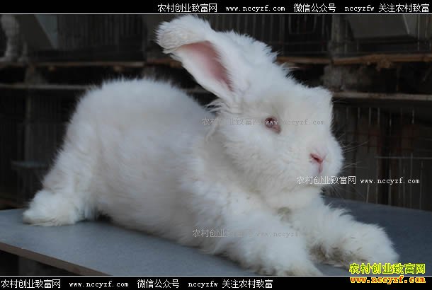 2018年最新兔毛价格行情