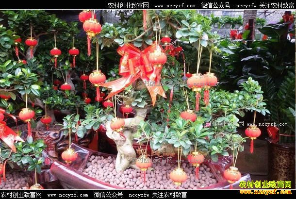 花卉市场行情:花卉价格回归理性 销量稳步上升