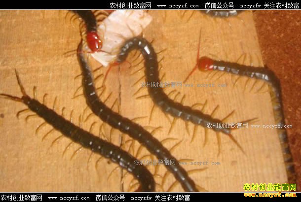 养蜈蚣赚钱吗?蜈蚣养殖前景及养殖技术要点