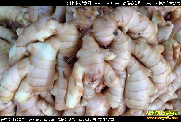 生姜种植面积扩大,2017年生姜价格易跌难涨