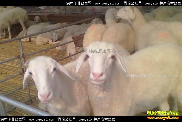 2017年下半年羊价格行情预测