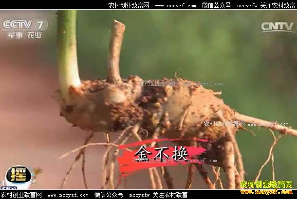 科技苑：奇葩技术种三七先蒸土产量高