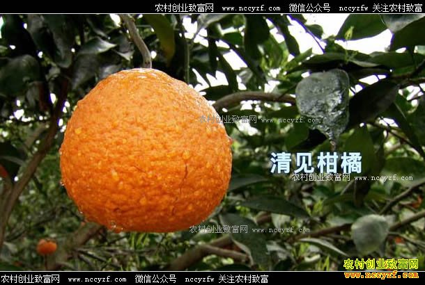 [致富经]四川井研县范敬超种植柑橘打造百万富翁