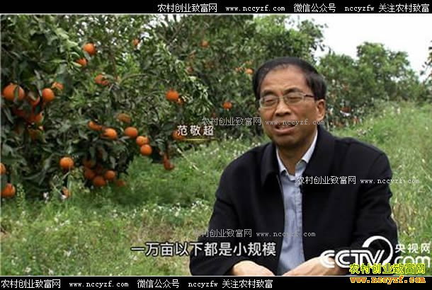 [致富经]四川井研县范敬超种植柑橘打造百万富翁