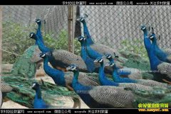 <b>���ջ�ɽл���µĿ�ȸ��ֳ�¸���</b>