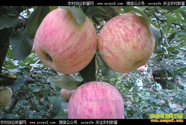 山东荣成岳建东像种葡萄一样种苹果5年亩产可上万