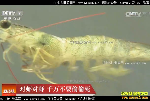 [科技苑]对虾对虾 千万不要偷偷死 20170518