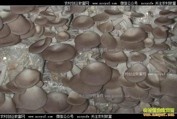 栽培食用菌选择什么品种和模式利润高？