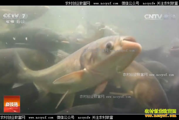 [科技苑]700亩水面 只用10亩来养鱼 20170608