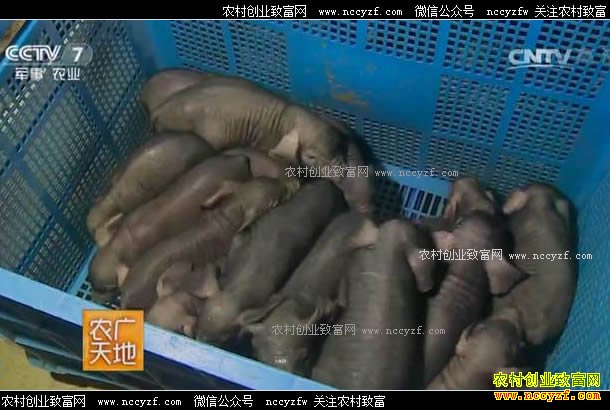 [农广天地]米猪 20170702