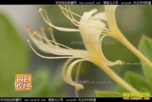 [每日农经]赶早采收的金银花卖价高