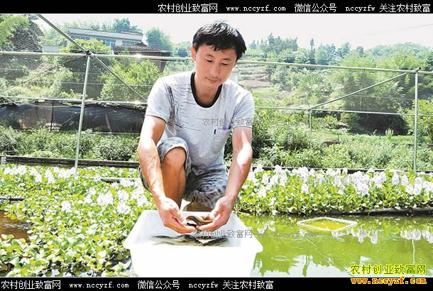 四川泸州陈红生态养殖泥鳅年入20万元