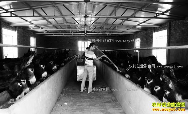甘肃宁县：特色养殖助推农民增收