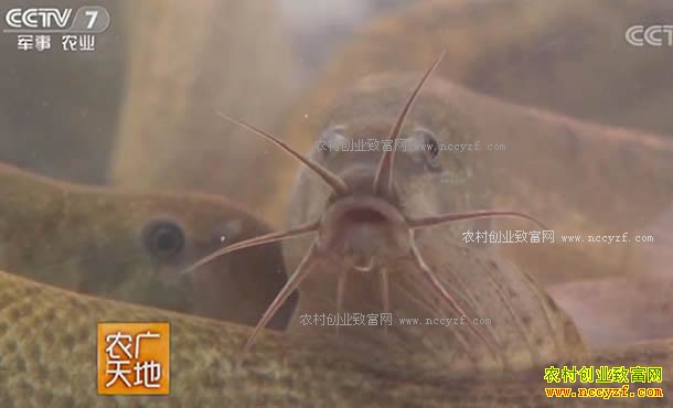 [农广天地]大鳞副泥鳅人工繁殖与养成技术 20170905
