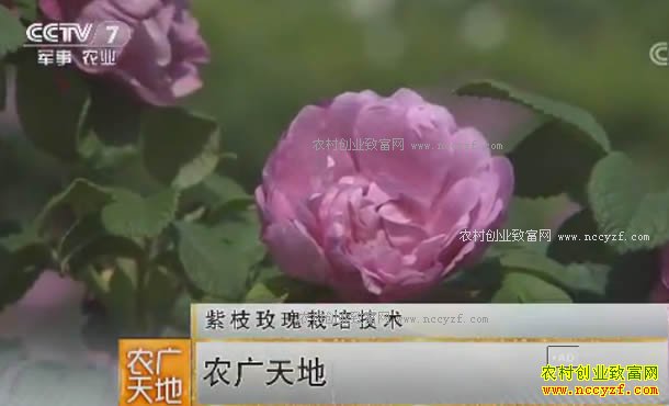 [农广天地]紫枝玫瑰栽培技术 20170904