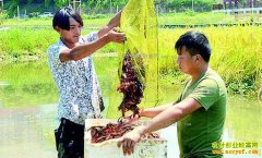 <b>四川大竹县前锋村:稻田养殖小龙虾成农民致富好项目</b>