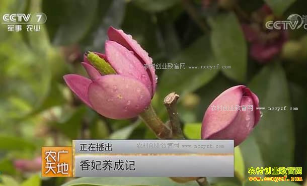[农广天地]福建连城县饶春荣香妃培育技术视频