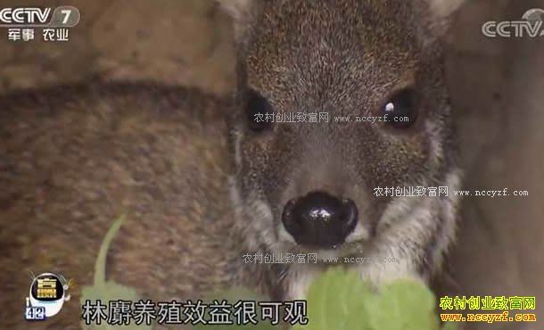 每日农经:“跑酷”的林麝竟然是赚钱高手