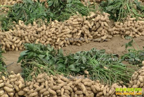 花生价格虽下滑 种植花生效益仍不低