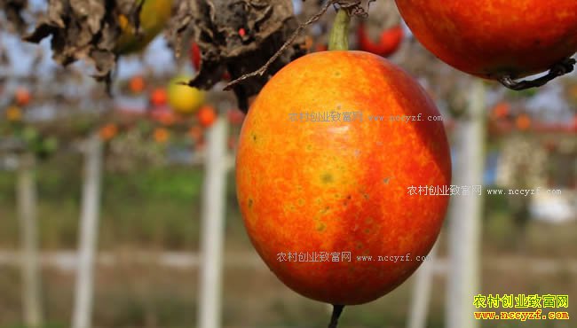 致富经:山东临沭张孝昌种植瓜蒌(栝楼)每亩净赚8000元