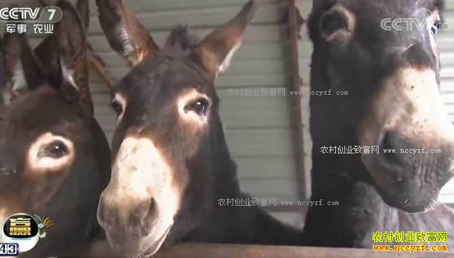 科技苑:巧招 妙招 怪招 养驴一招接一招