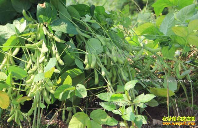 2018年国家支持种植哪些农作物？大豆种植