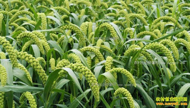 2018年国家支持种植哪些农作物？杂粮种植