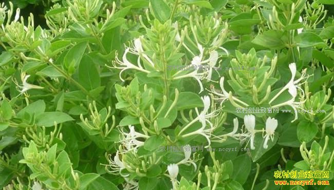 2018年国家支持种植哪些农作物？金银花种植