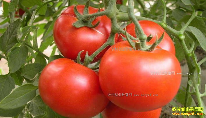 北方西红柿上市价格大跌