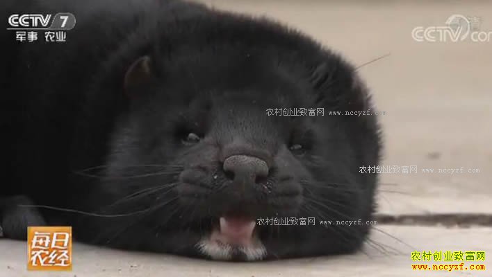 每日农经：爱运动的架子牛养殖效益高
