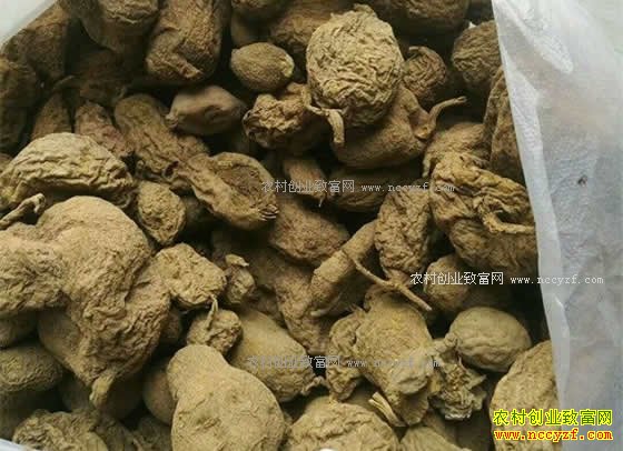 2018年金果榄价格行情预测及种植前景分析