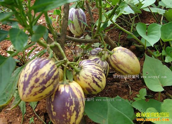 2018年金果榄价格行情预测及种植前景分析