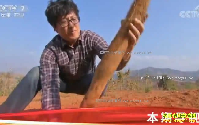 [科技苑]躺着长的山药效益好