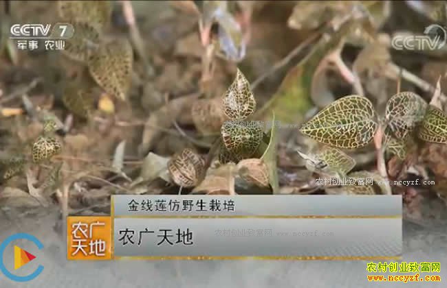 农广天地:金线莲仿野生栽培技术