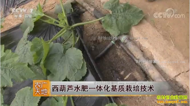 [农广天地]西葫芦水肥一体化基质栽培技术 20180323