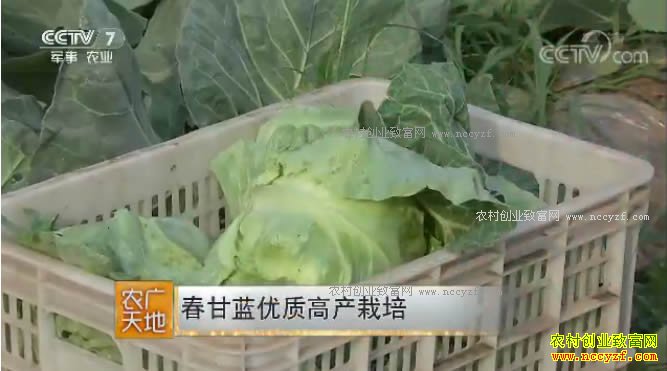 农广天地:春甘蓝优质高产种植技术视频