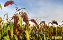 <b>��������ӭ���� ũ����ֲ���������Ի������</b>