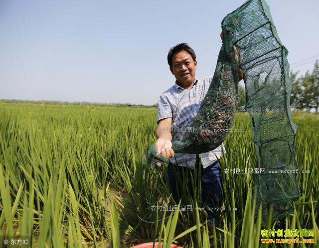 4月份稻田小龙虾怎么管?稻田养殖小龙虾管理技术四要点