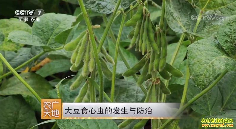 [农广天地]大豆食心虫的发生与防治 20180626