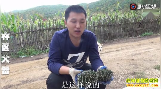 了不起!村友当上了“网红”:“林区大雷”张雷