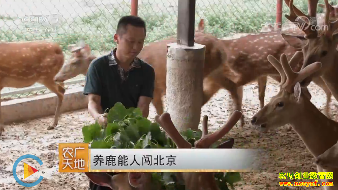 [农广天地]黑龙江养鹿能人赵广华闯北京养鹿