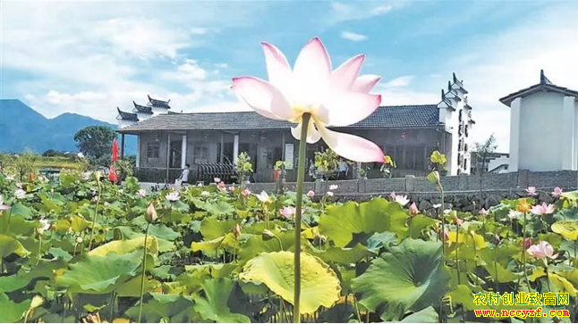 浙江仙居县80后杨冬荷塘里的创业梦
