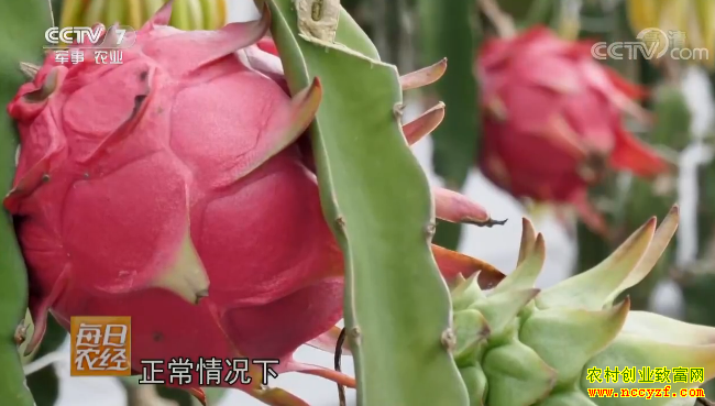 [每日农经]1年16次挂果的火龙果 20190117