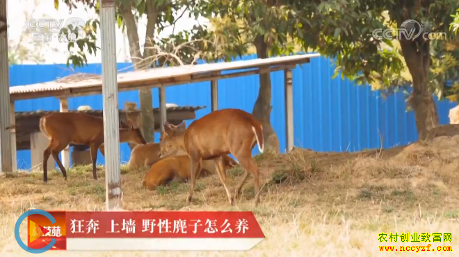 [科技苑]野性麂子怎么养？云南普洱王文清养麂子高清视频
